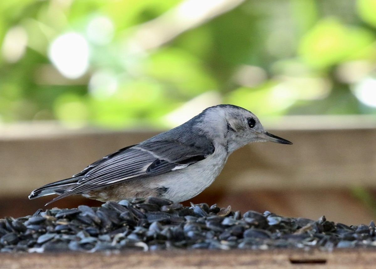 Sittelle à poitrine blanche - ML647373661