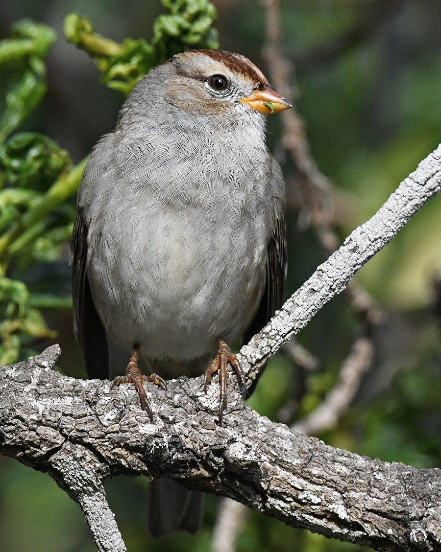 White-crowned Sparrow - ML647373670