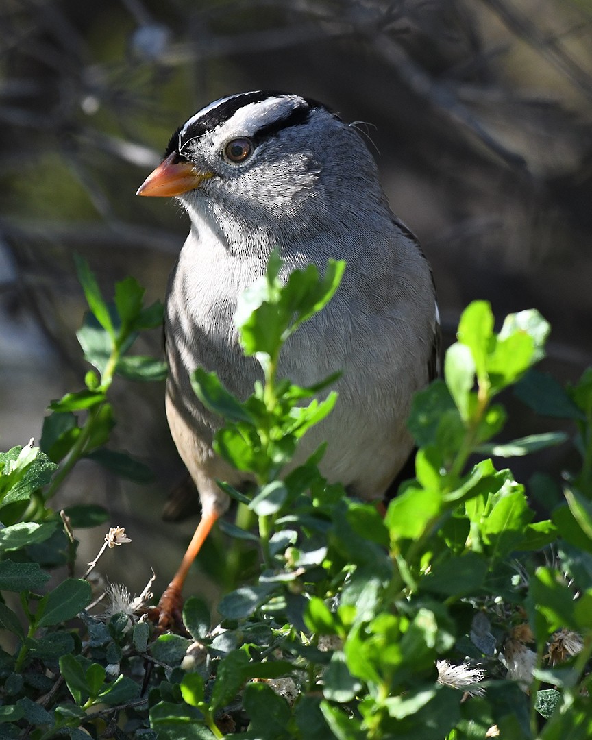 White-crowned Sparrow - ML647373671