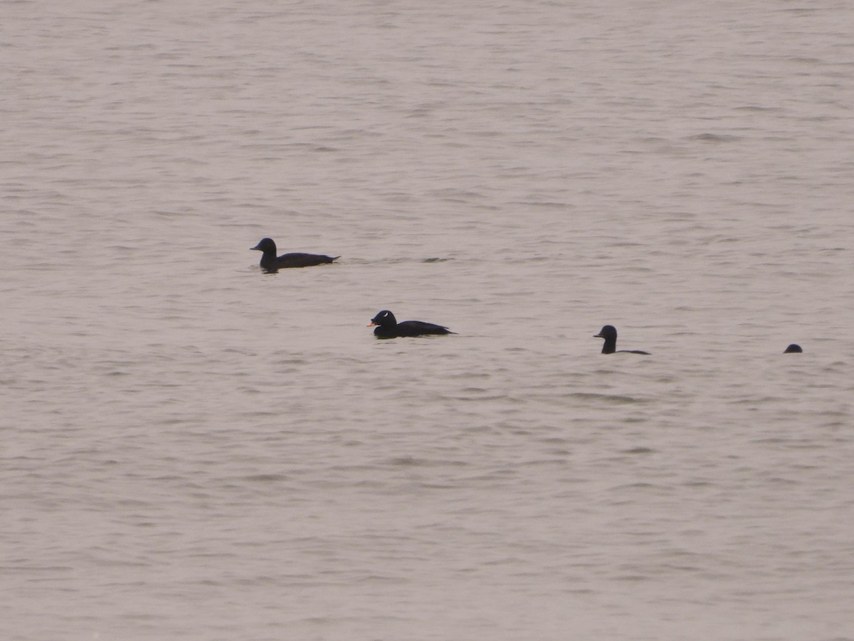 sibirsjøorre - ML647373704