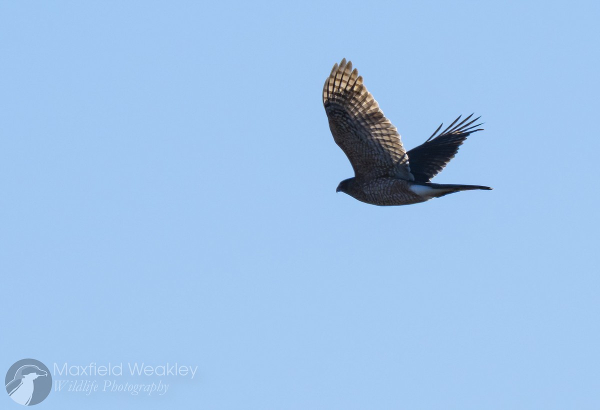 Cooper's Hawk - ML647373717