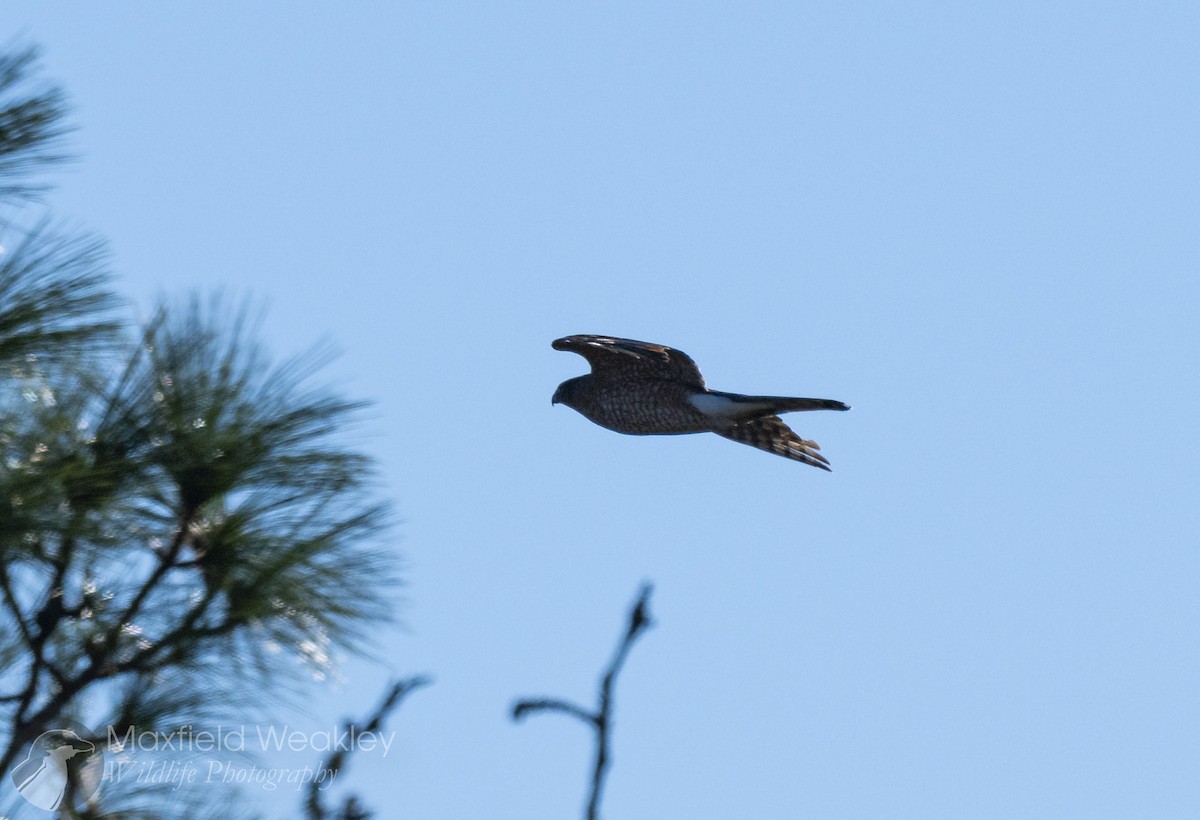Cooper's Hawk - ML647373718