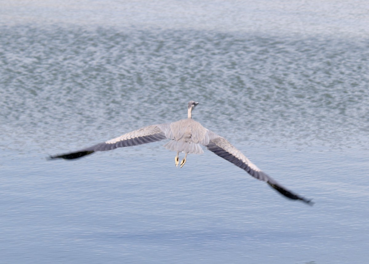 Grand Héron - ML647373724