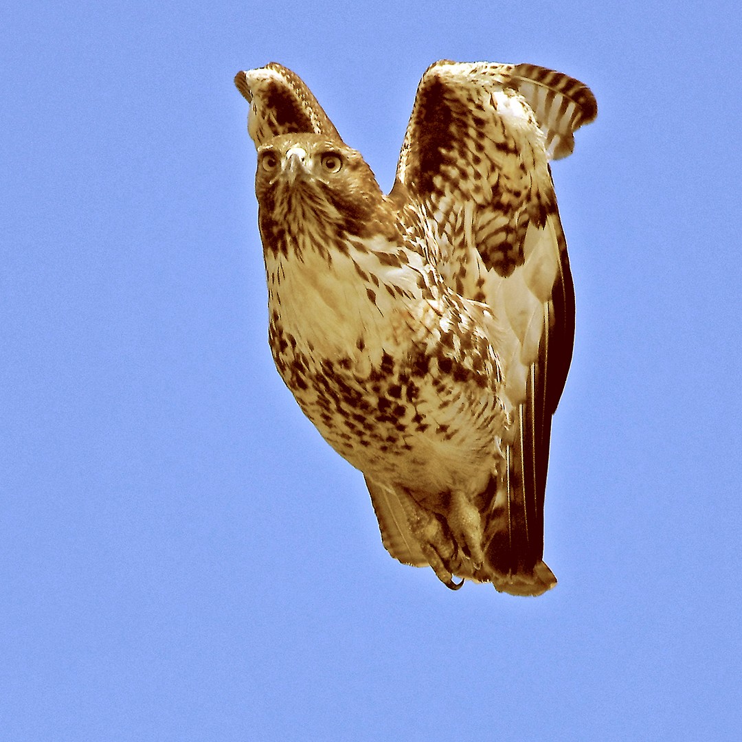 Red-tailed Hawk - ML647373726