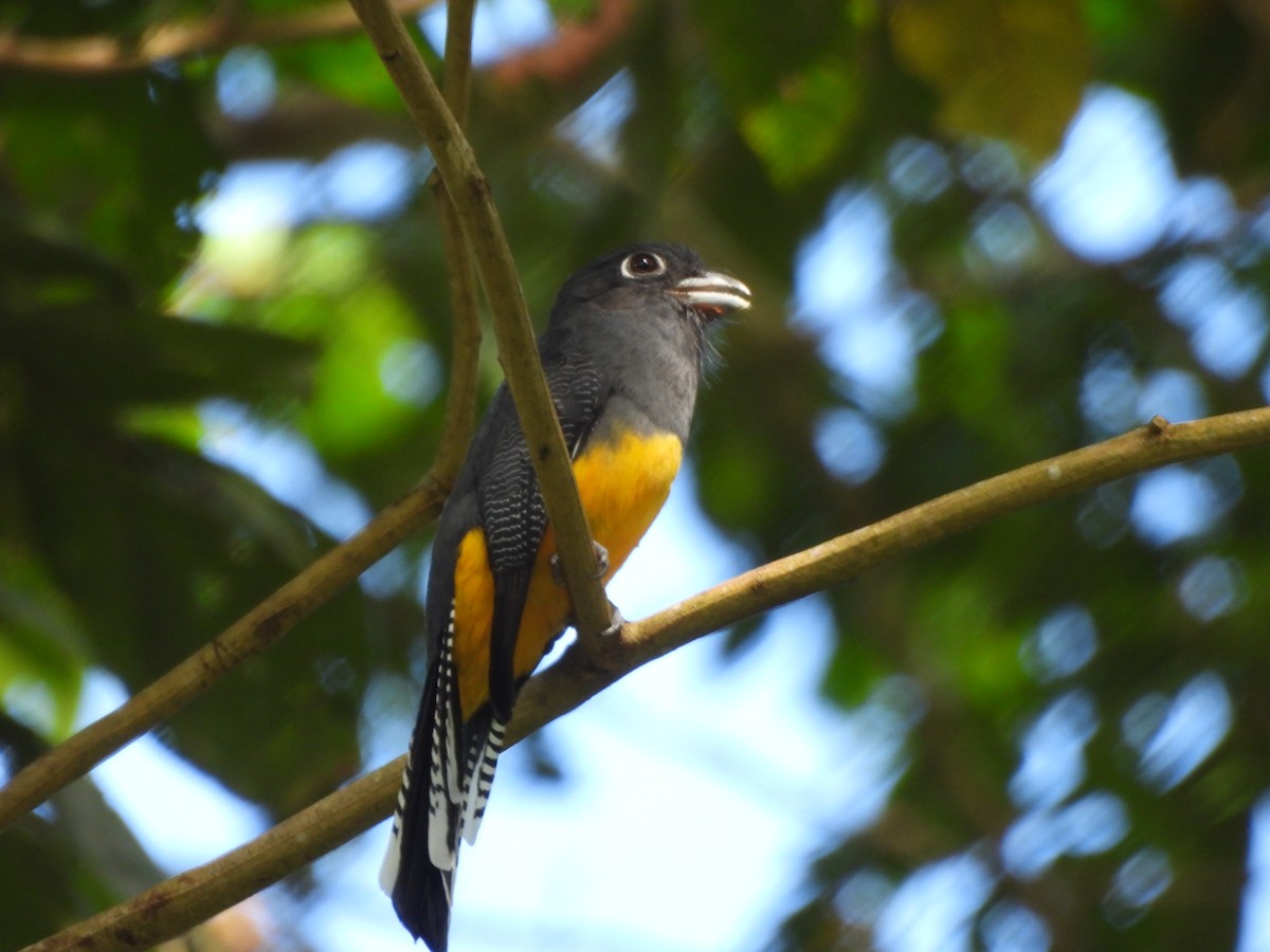 Trogón Violáceo - ML647373732