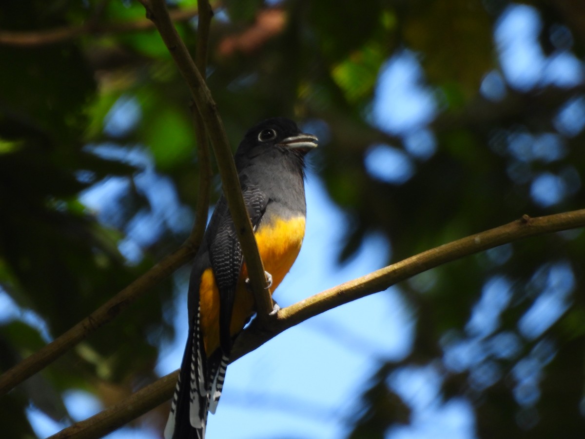 Trogón Violáceo - ML647373733