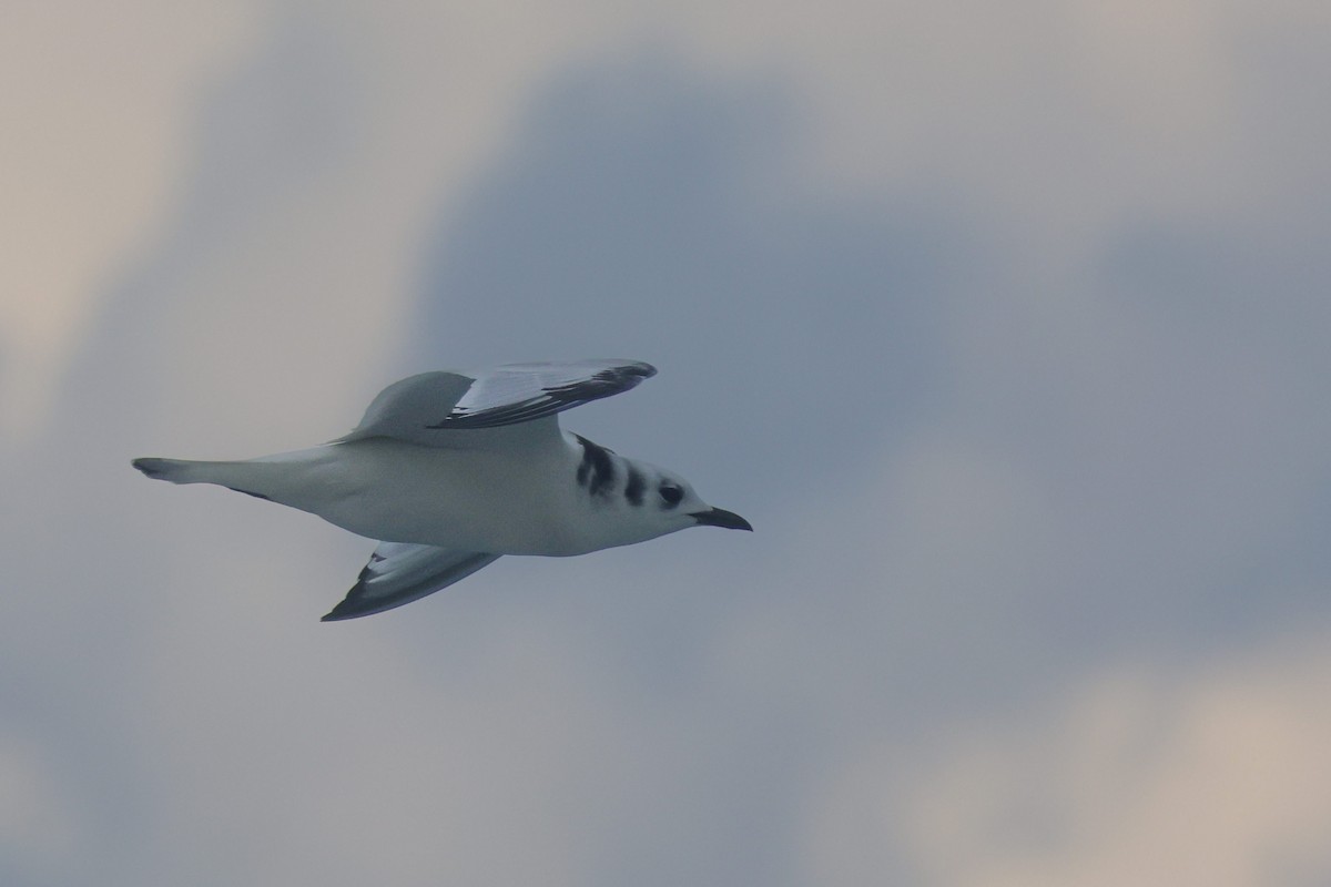 Black-legged Kittiwake - ML647373746
