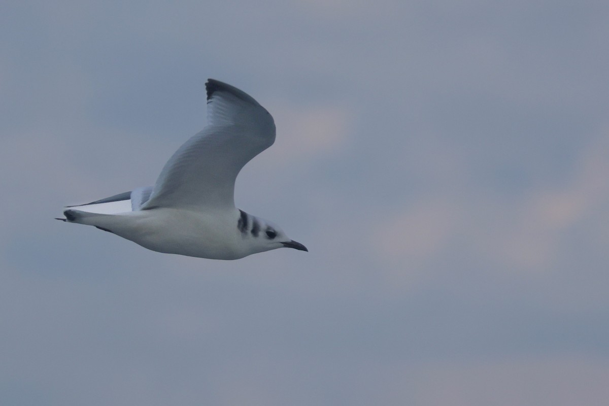 Black-legged Kittiwake - ML647373747