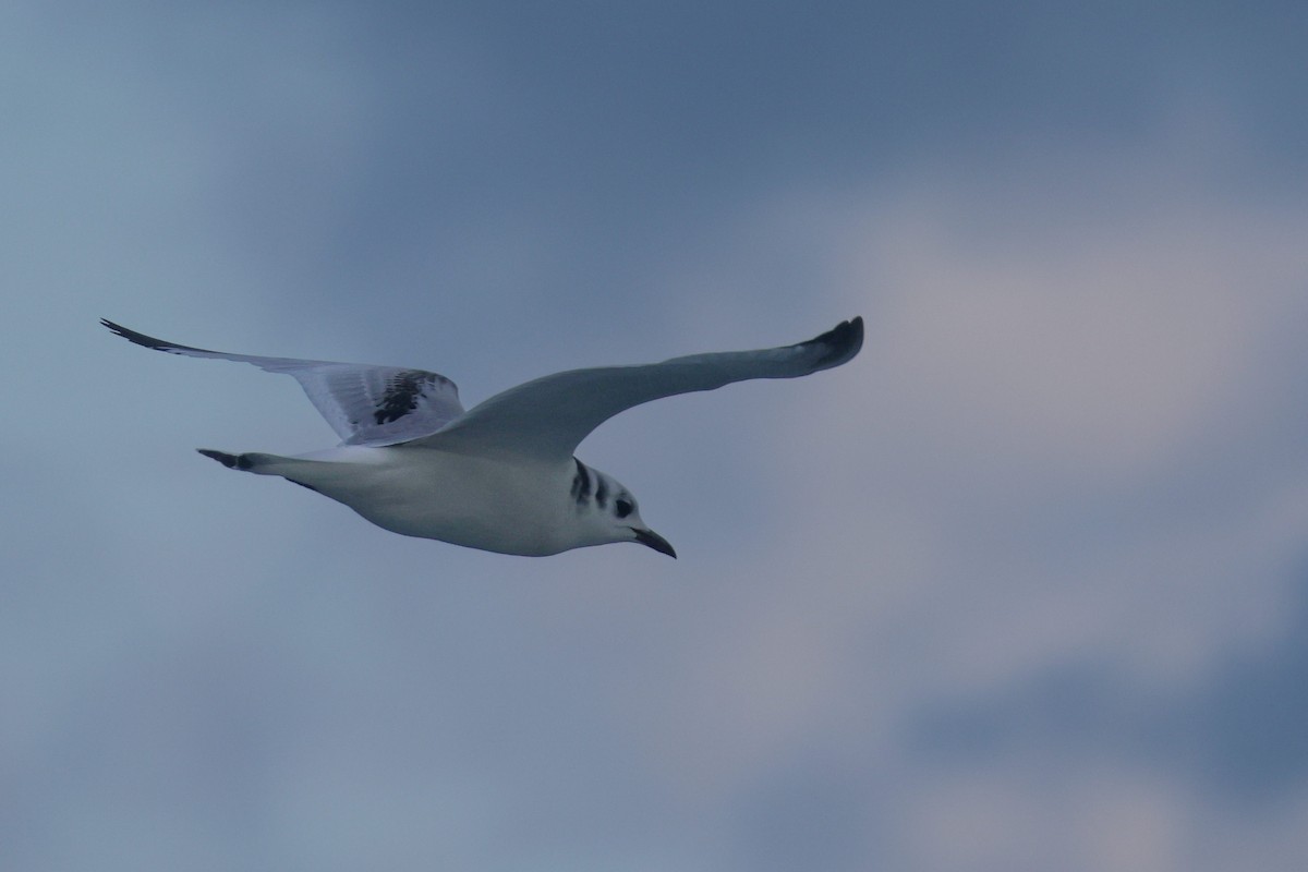 Black-legged Kittiwake - ML647373748