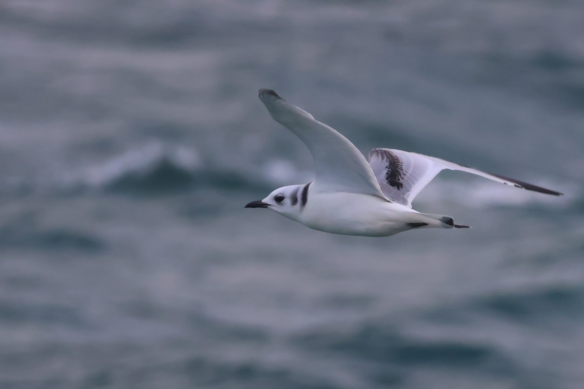 Black-legged Kittiwake - ML647373749
