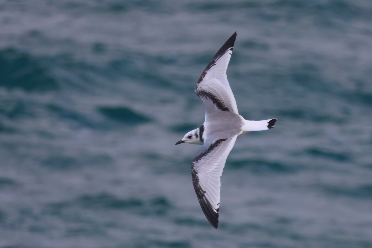 Black-legged Kittiwake - ML647373750