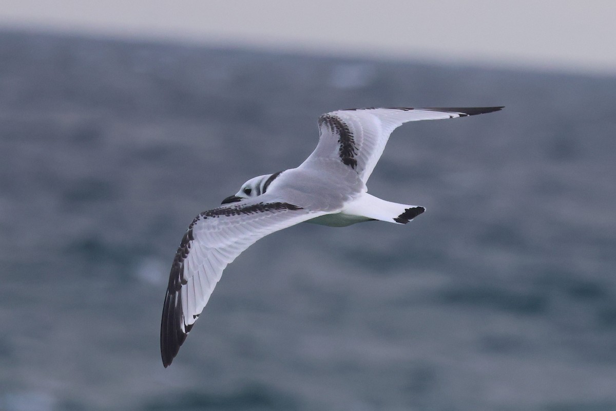 Black-legged Kittiwake - ML647373751