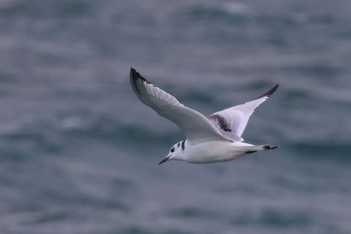 Black-legged Kittiwake - ML647373752