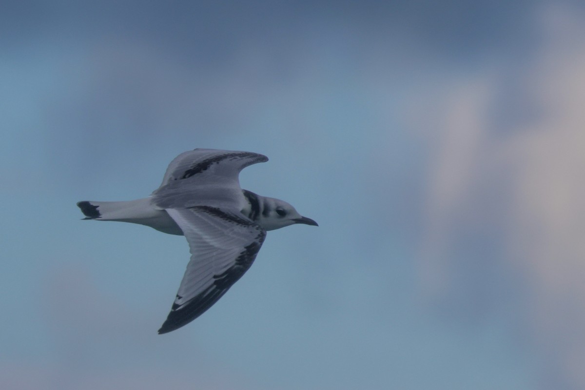 Black-legged Kittiwake - ML647373753