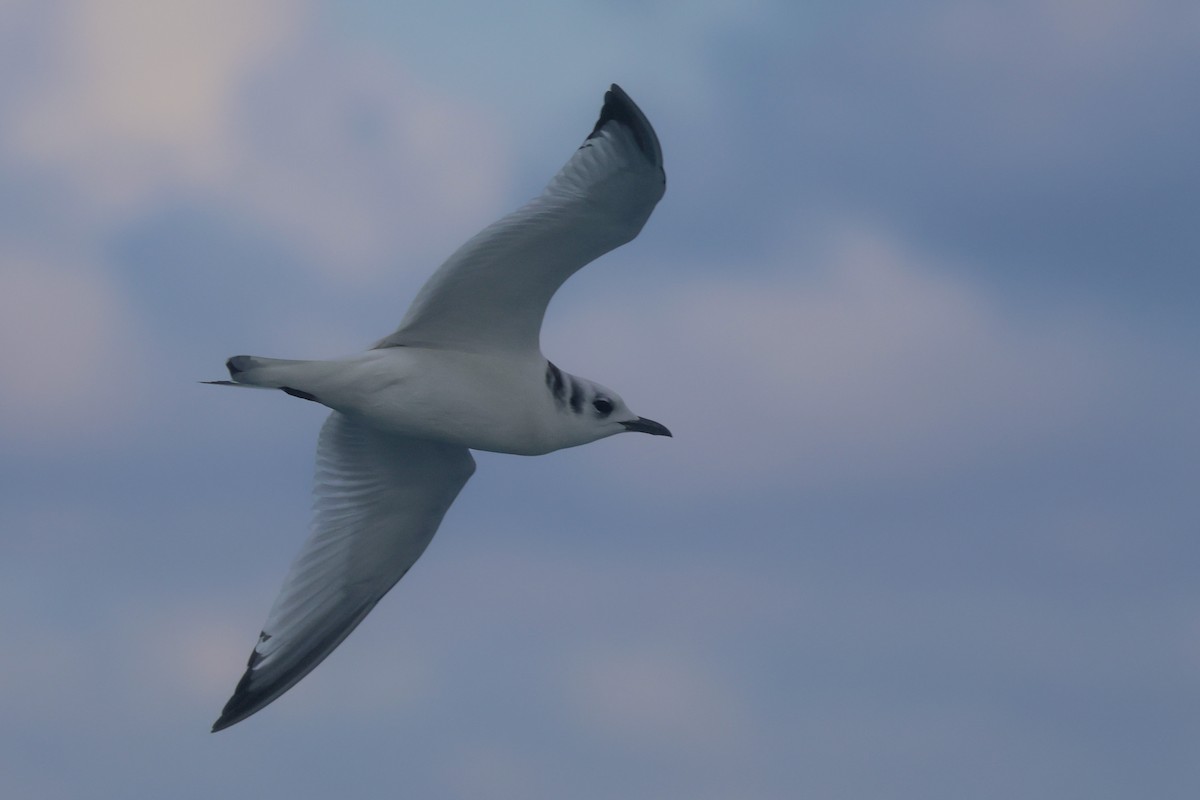 Black-legged Kittiwake - ML647373754