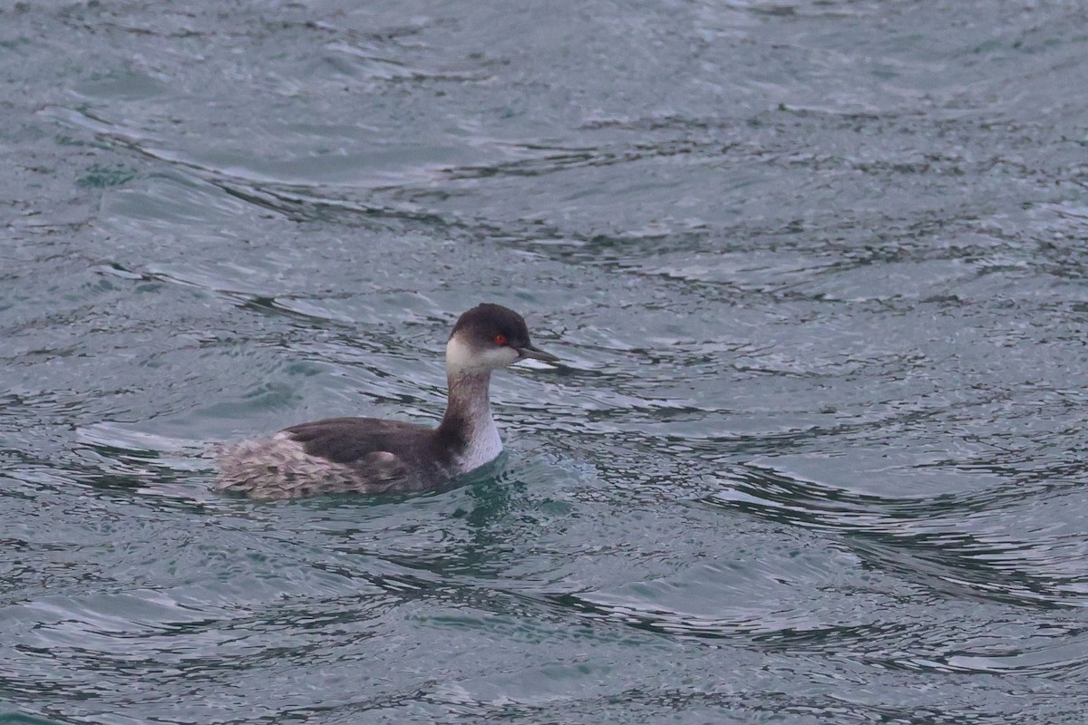 Eared Grebe - ML647373769