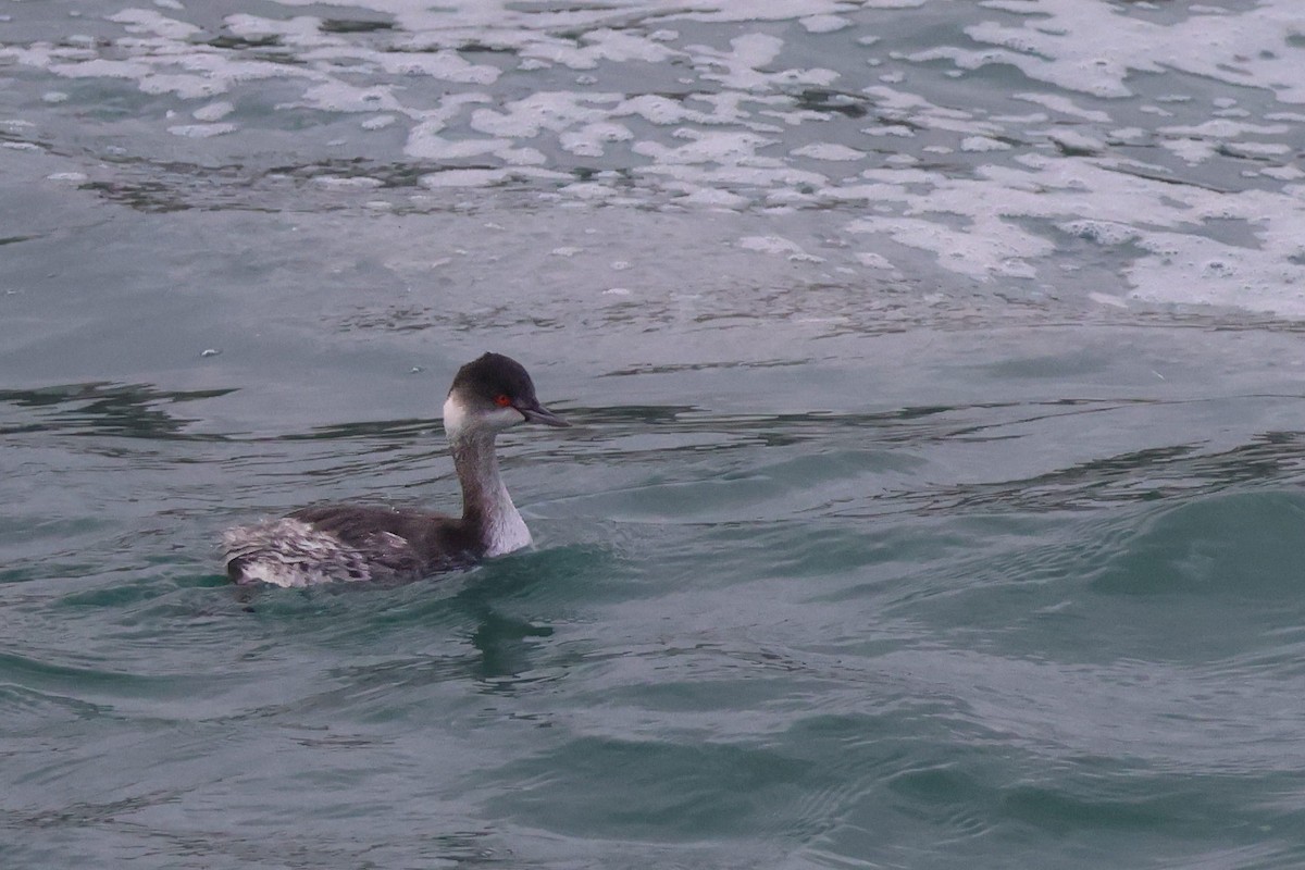 Eared Grebe - ML647373770