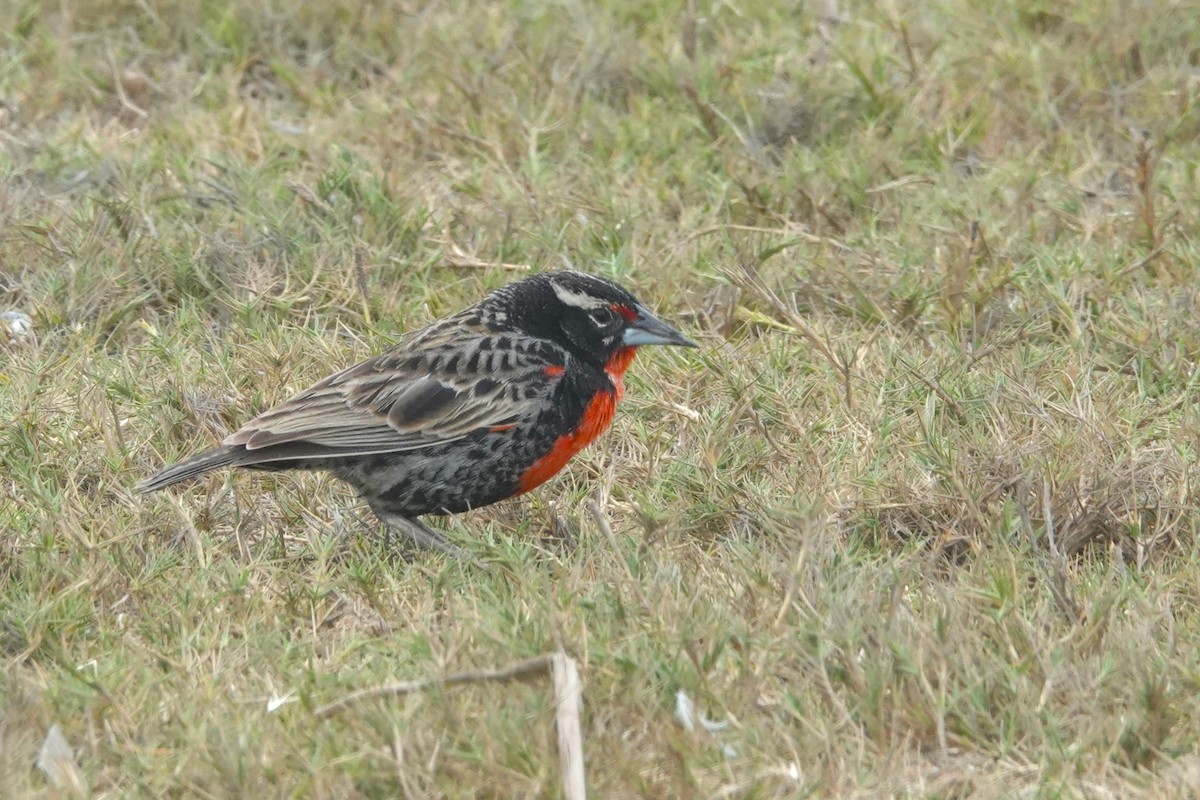 Sturnelle du Pérou - ML647373773