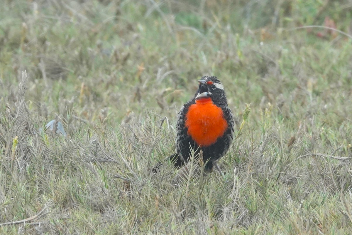 Sturnelle du Pérou - ML647373774