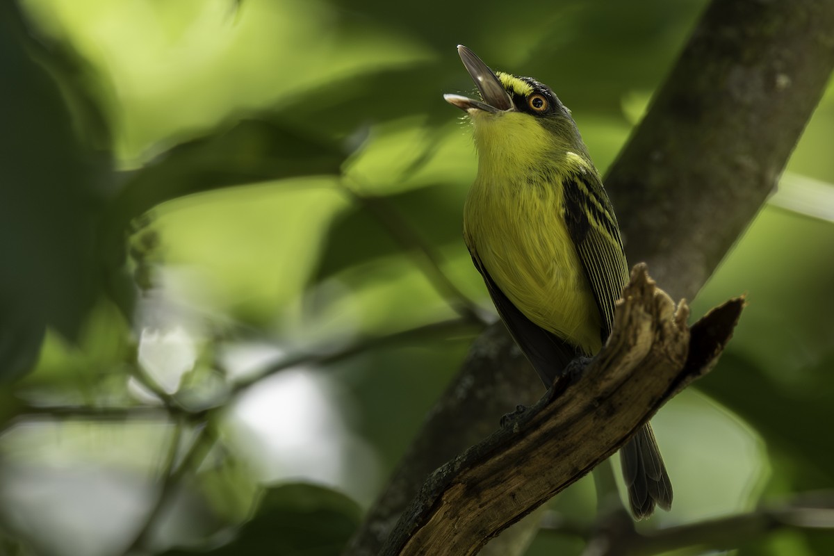 Gray-headed Tody-Flycatcher - ML647373781