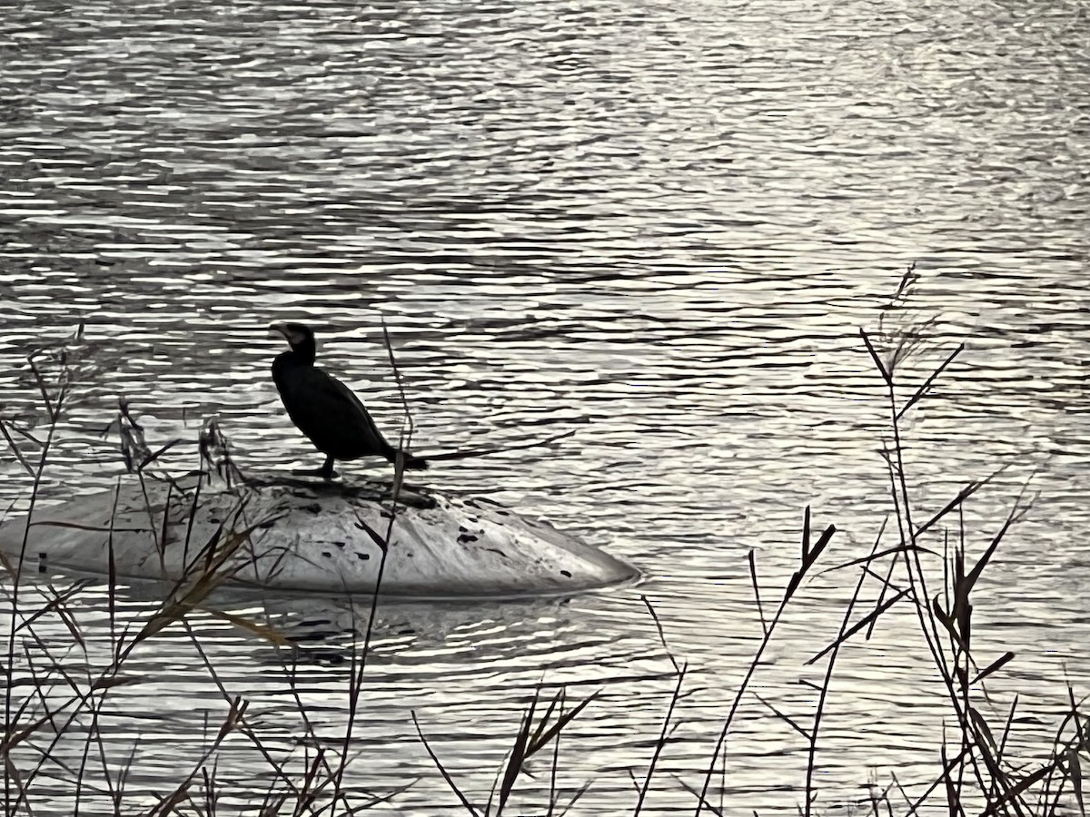 Great Cormorant - ML647373786