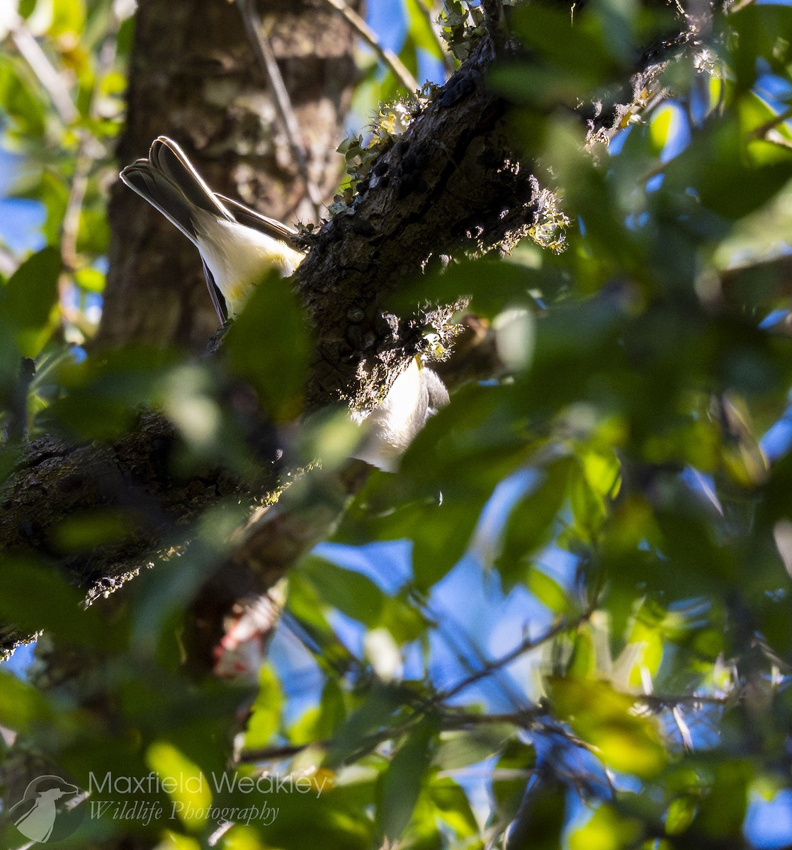 Blue-headed Vireo - ML647373798