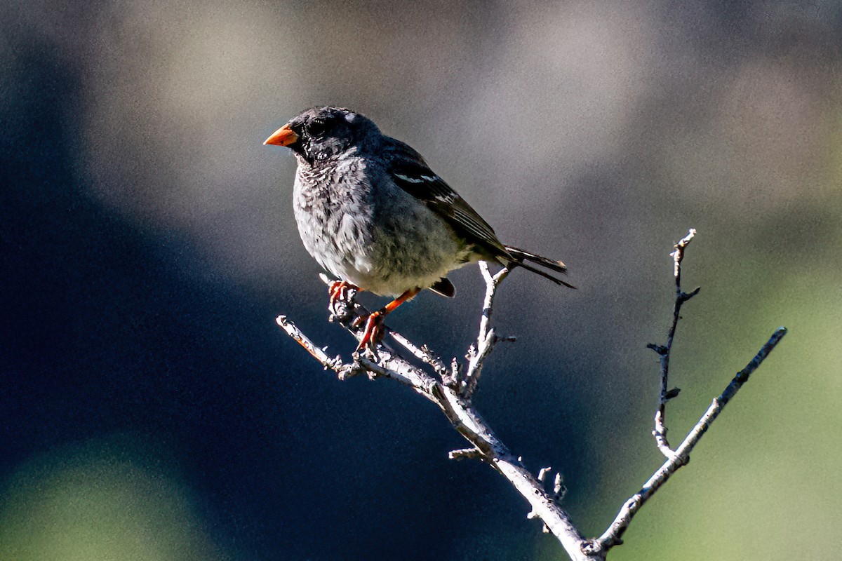 Mourning Sierra Finch - ML647373802