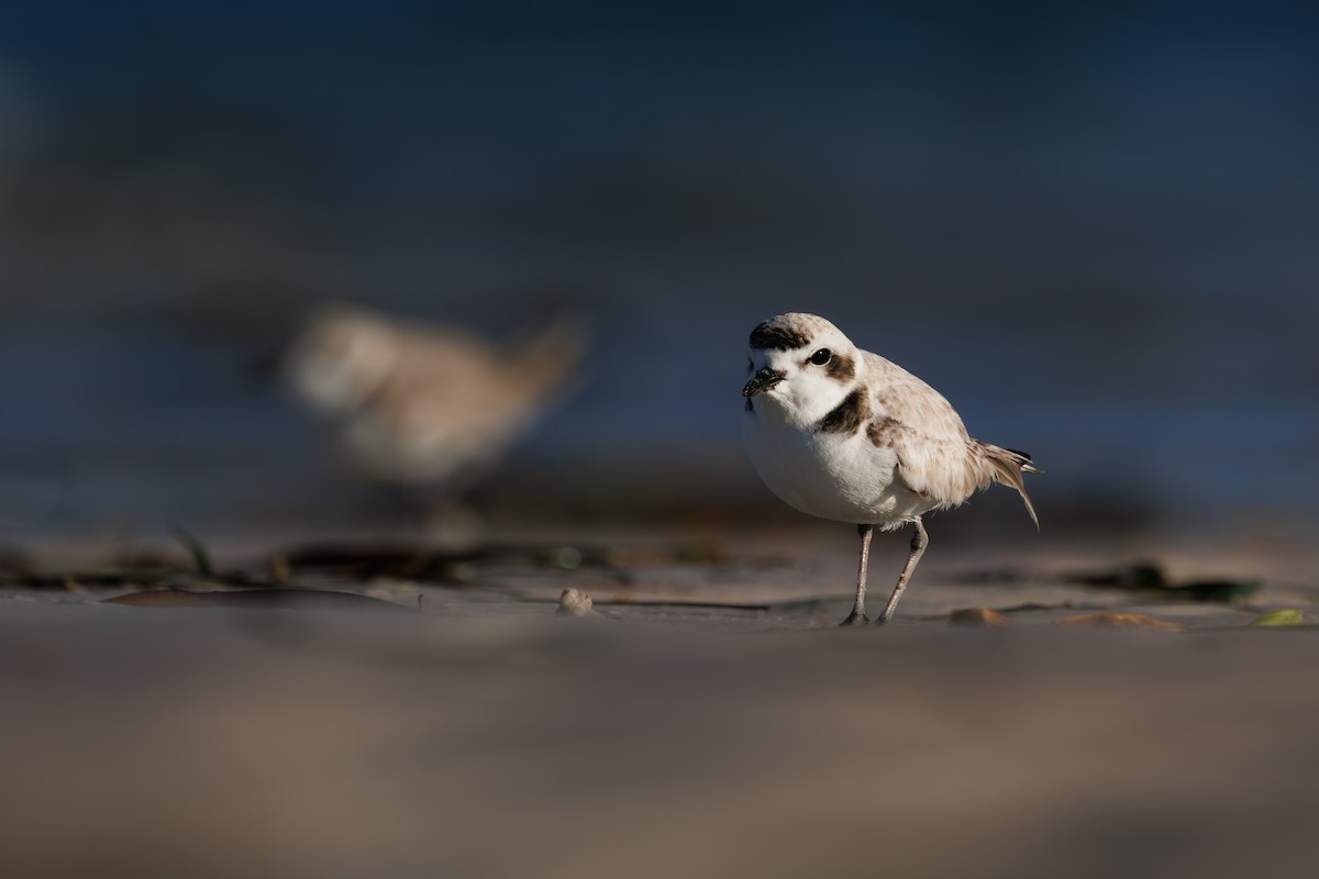 Snowy Plover - ML647373804