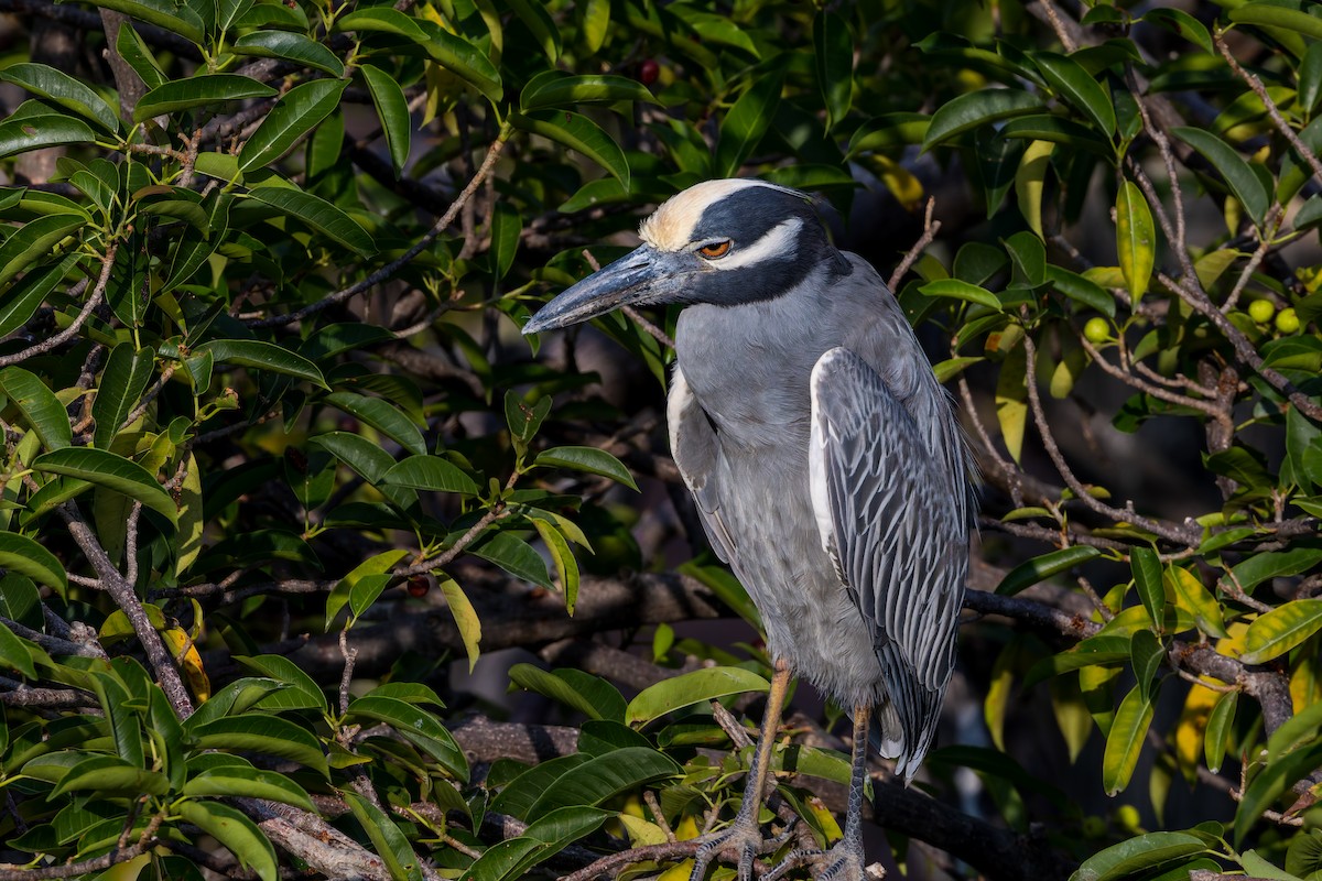 Sarı Tepeli Gece Balıkçılı - ML647373808