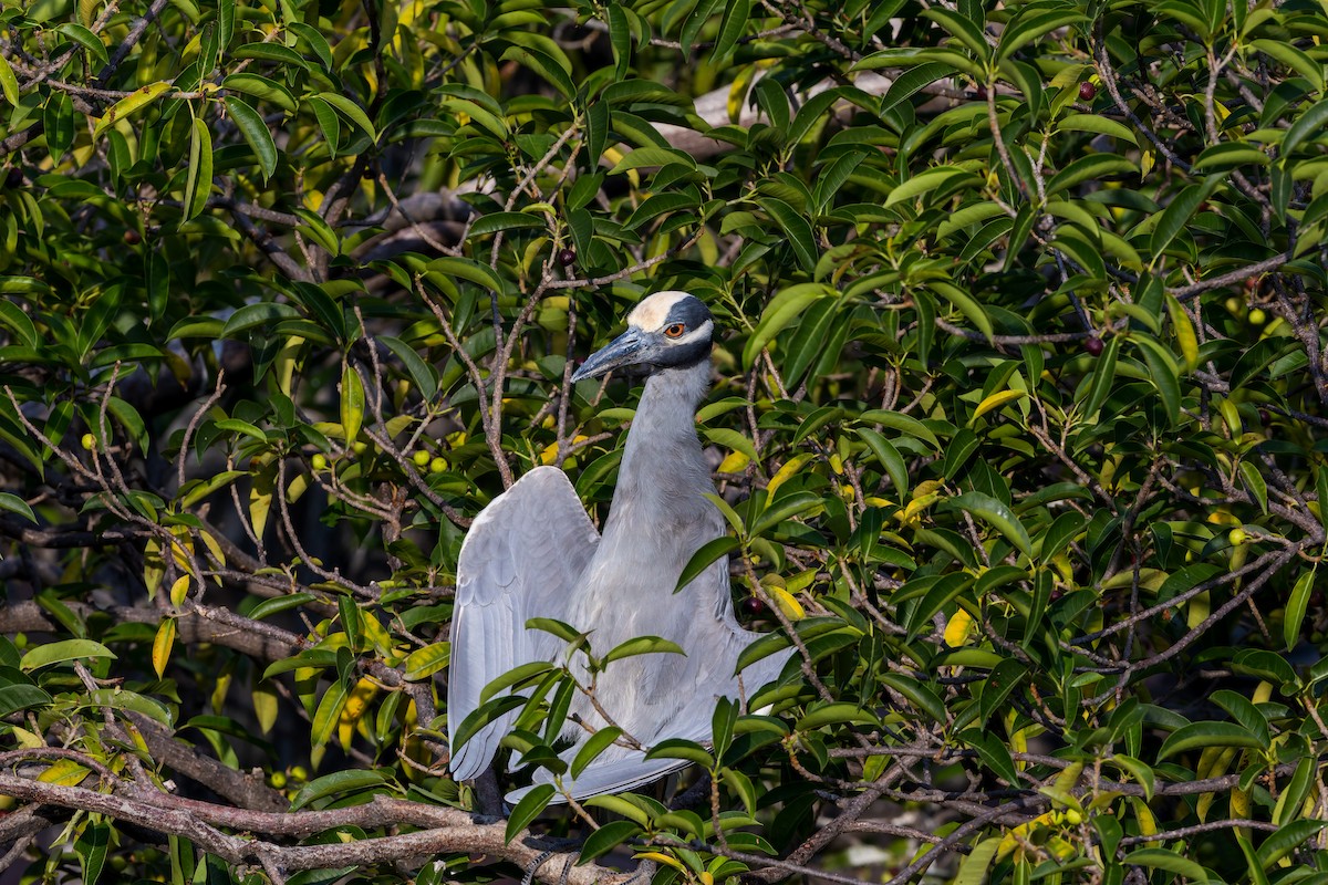Sarı Tepeli Gece Balıkçılı - ML647373810