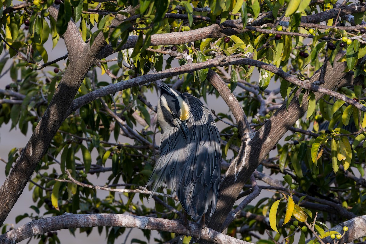 Sarı Tepeli Gece Balıkçılı - ML647373812