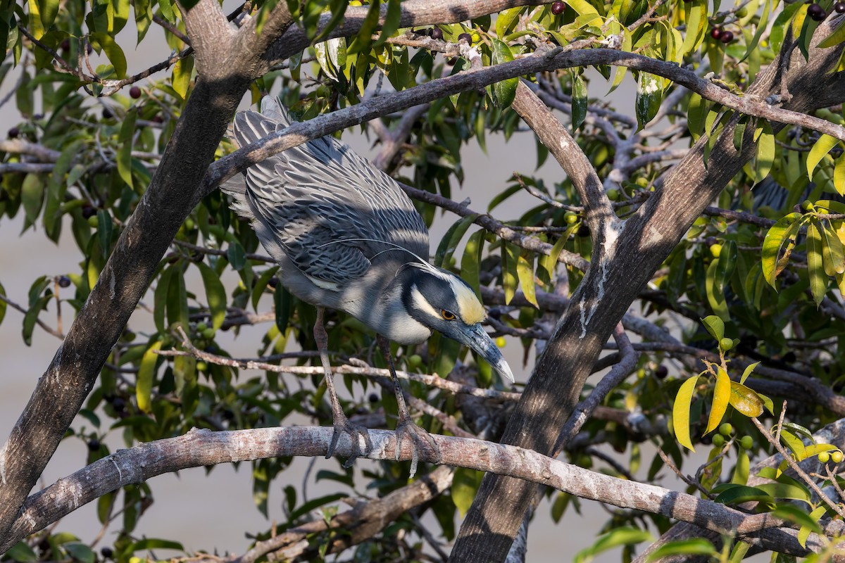 Sarı Tepeli Gece Balıkçılı - ML647373813