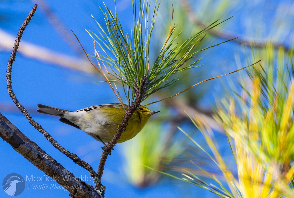 Paruline des pins - ML647373820