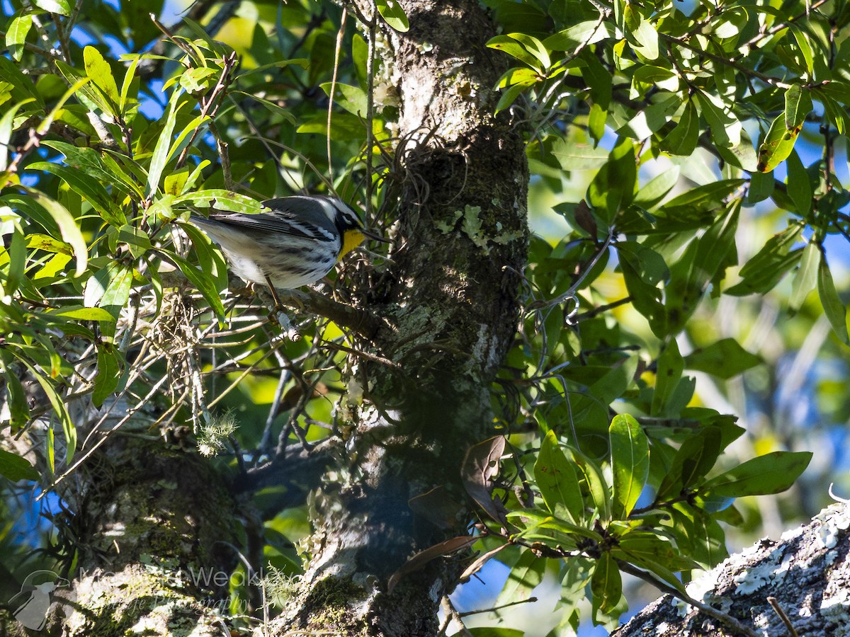 Yellow-throated Warbler (dominica/stoddardi) - ML647373827