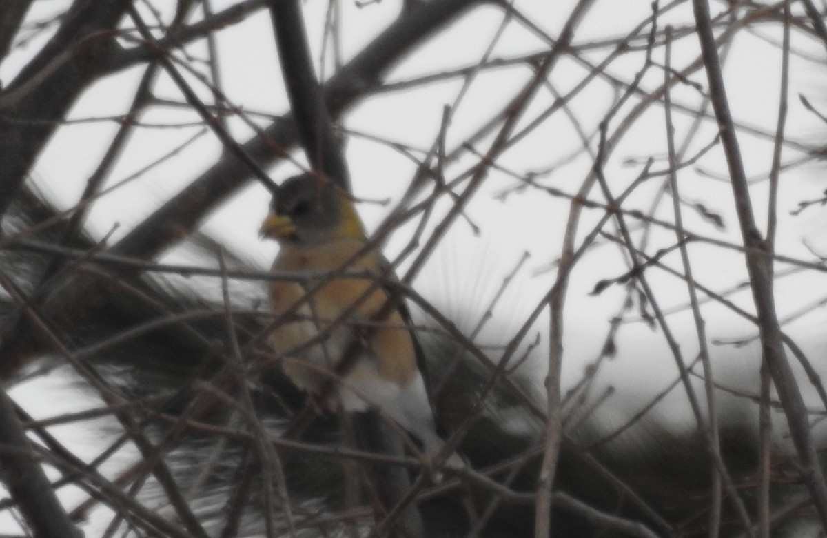 Evening Grosbeak - ML647373829