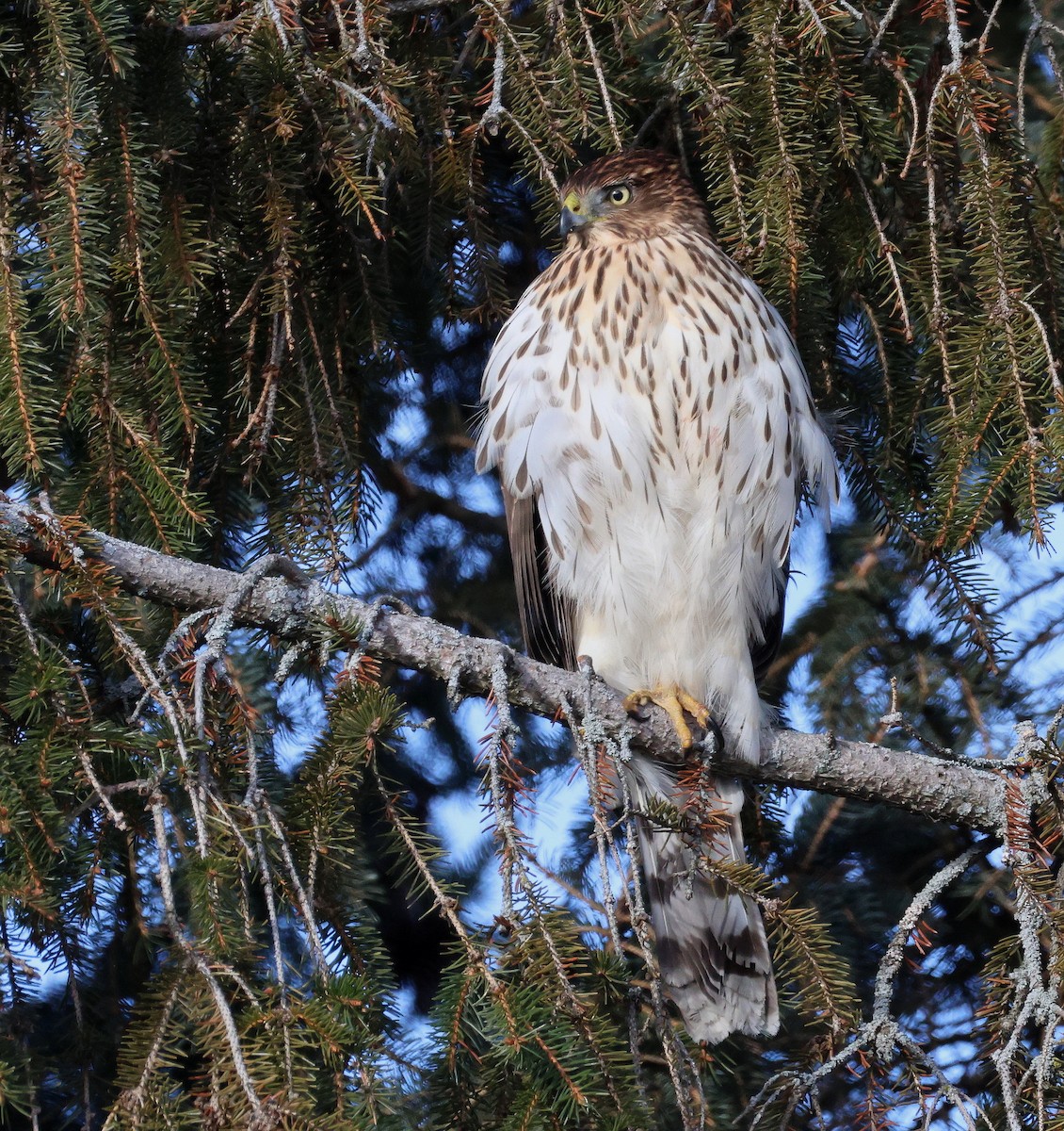 Cooper's Hawk - ML647373830