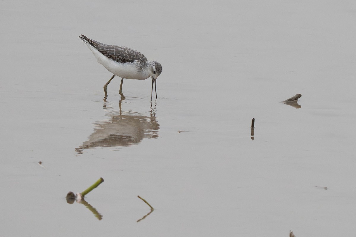 Marsh Sandpiper - ML647373831