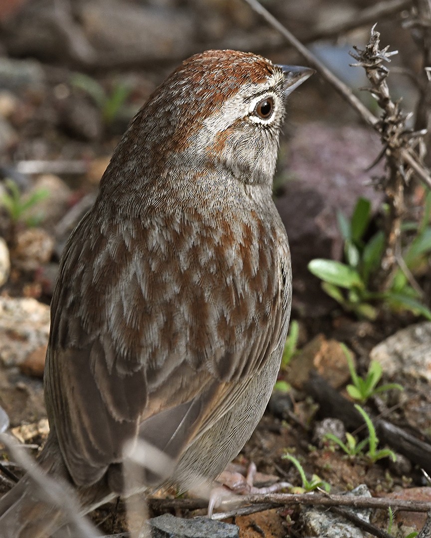 Rufous-crowned Sparrow - ML647373845