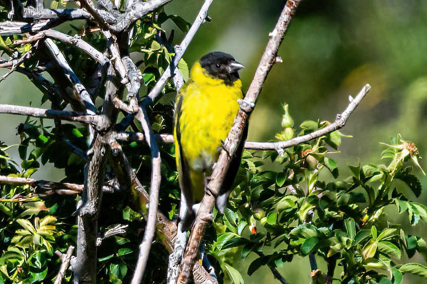 čížek jihoamerický - ML647373847