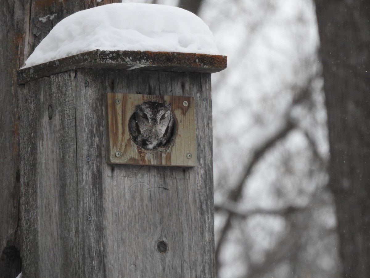 Eastern Screech-Owl - ML647373911