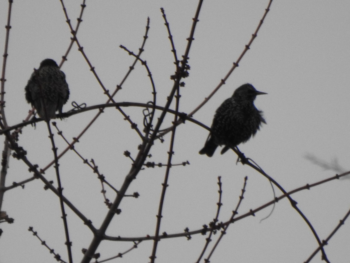 Шпак звичайний - ML647373926