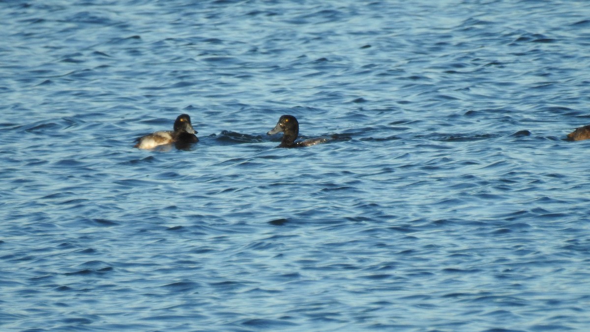 bergand - ML647373941