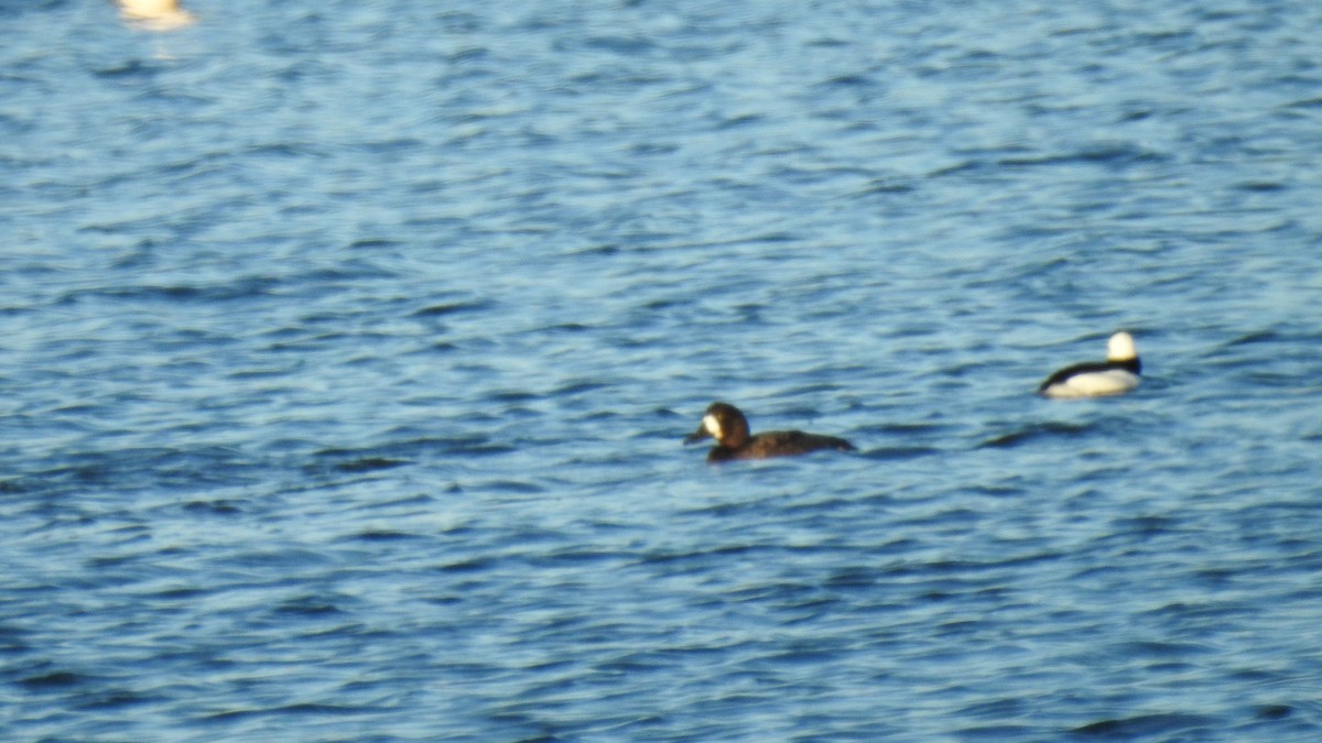 bergand - ML647373962