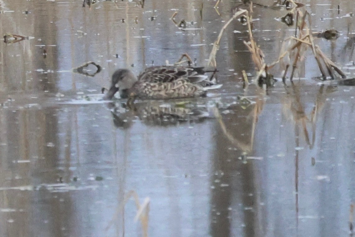 Чирянка блакитнокрила - ML647373967