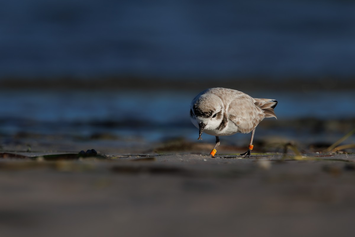 Snowy Plover - ML647373981