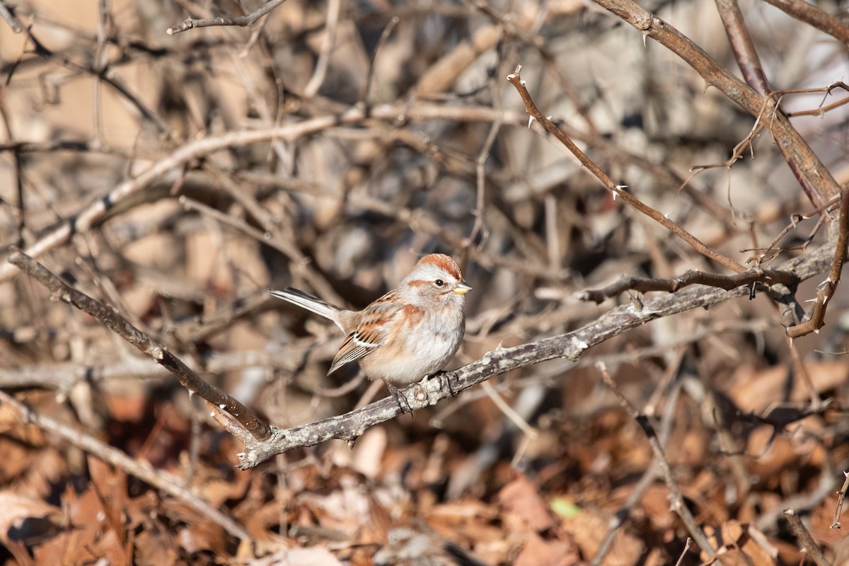 American Tree Sparrow - ML647373989