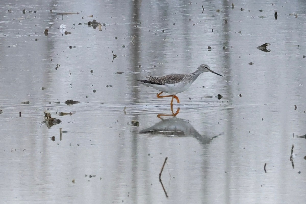 Greater Yellowlegs - ML647373999