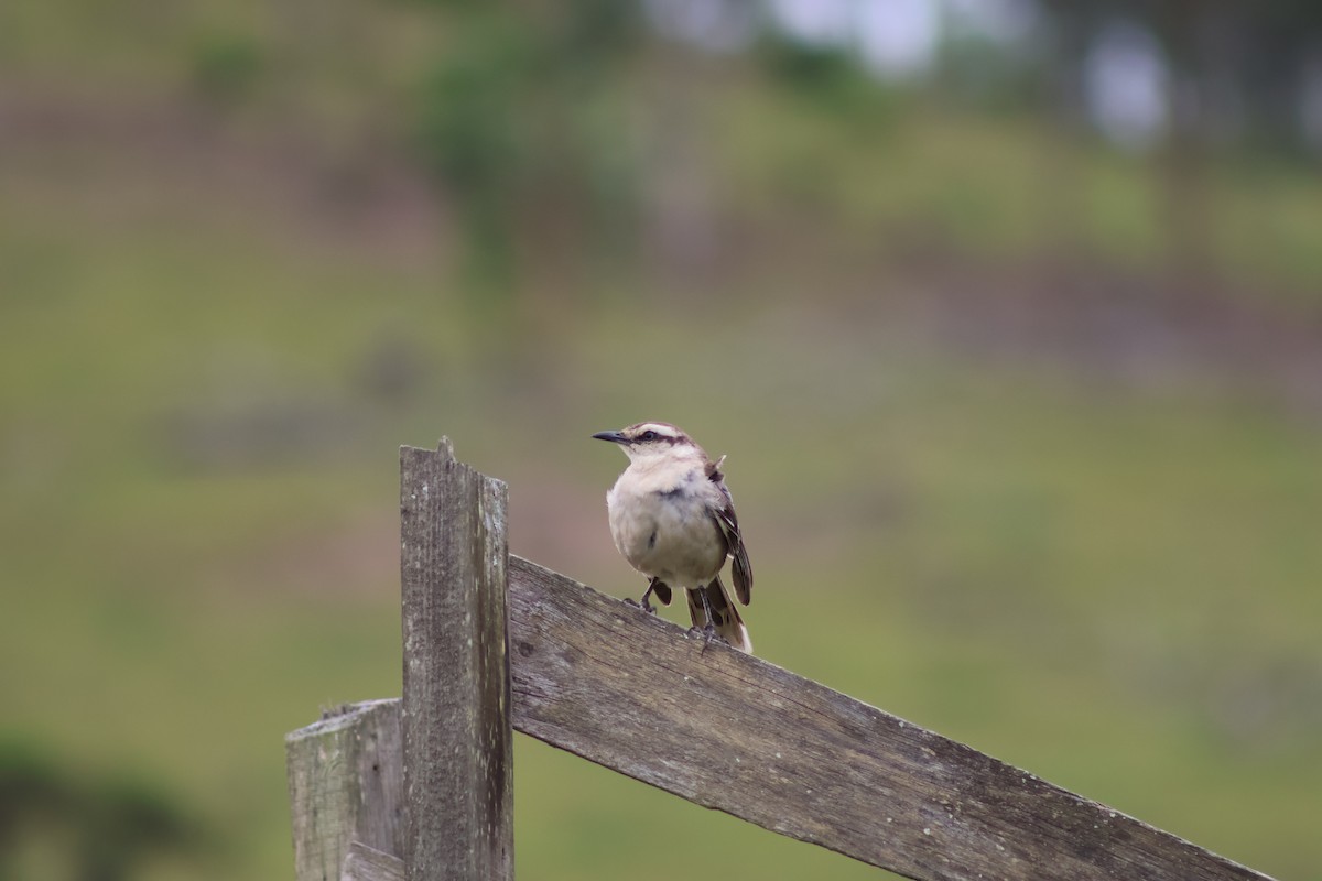 drozdec bělobrvý - ML647374025