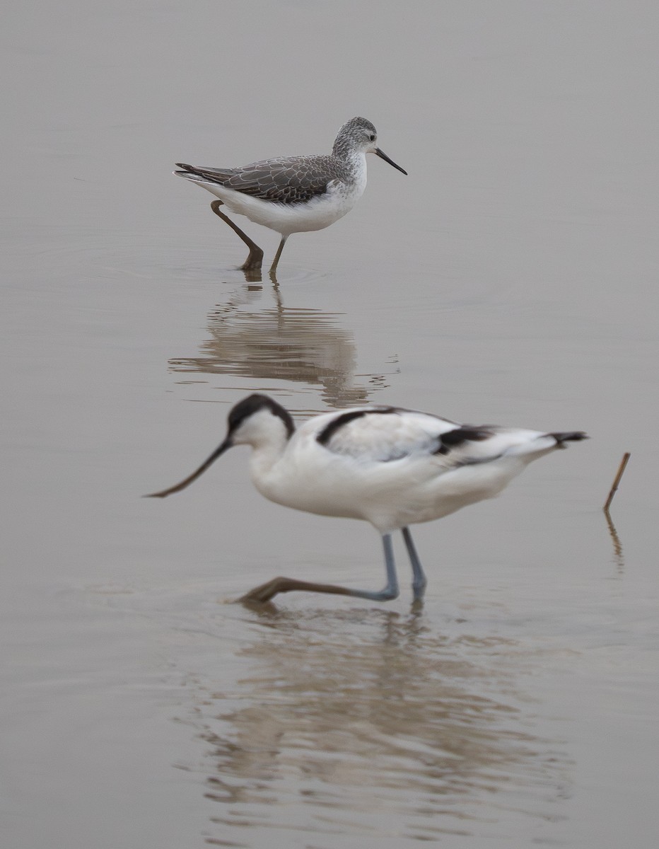 Marsh Sandpiper - ML647374028