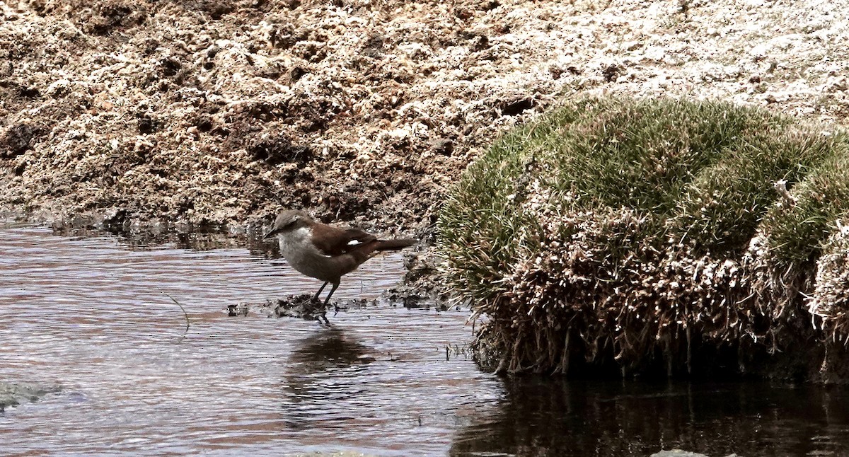 White-winged Cinclodes - ML647374035